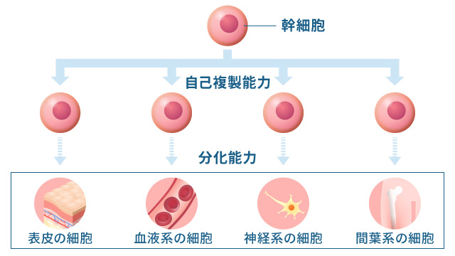 自己複製能力と分化能力